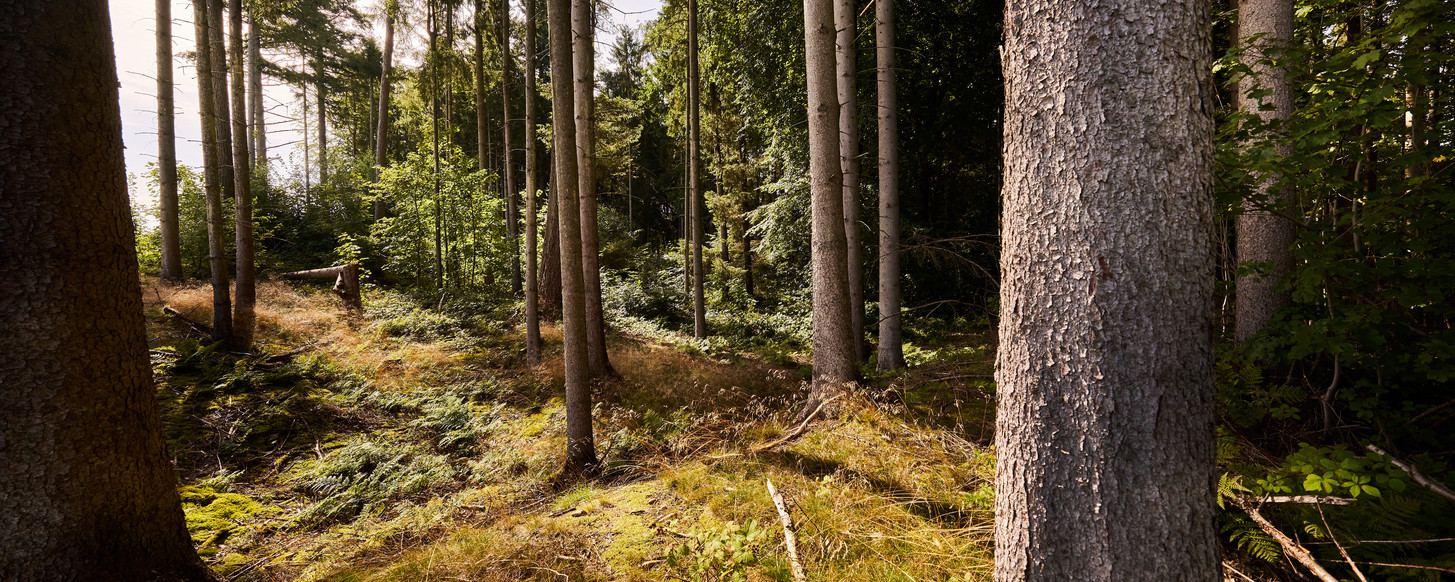 skov