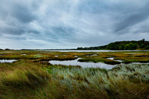 sværm